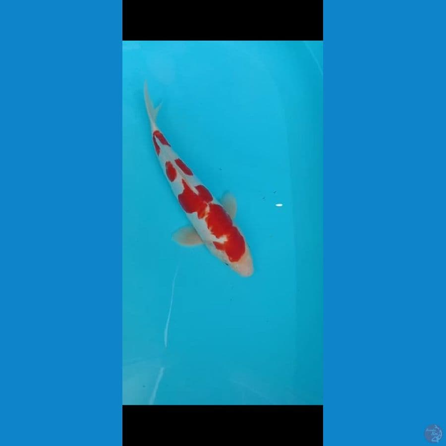 Kohaku Doitsu Pejantan size 33cm