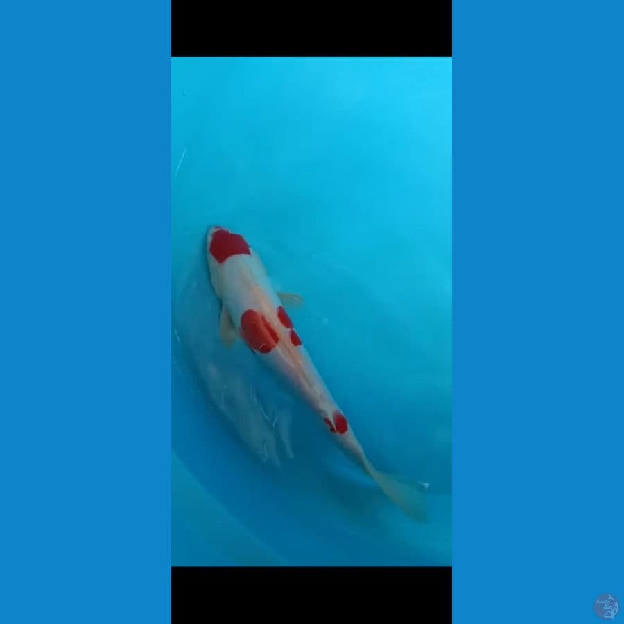 Kohaku Doitsu 27cm Female