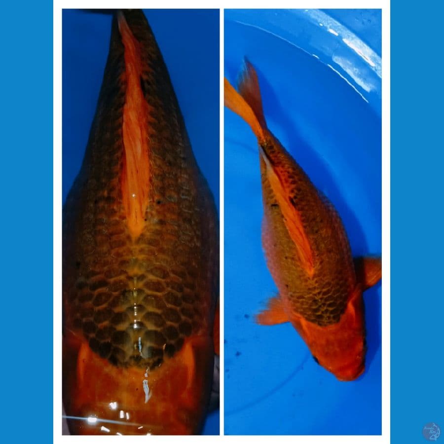 TAMASABA AKAMATSUBA 40CM