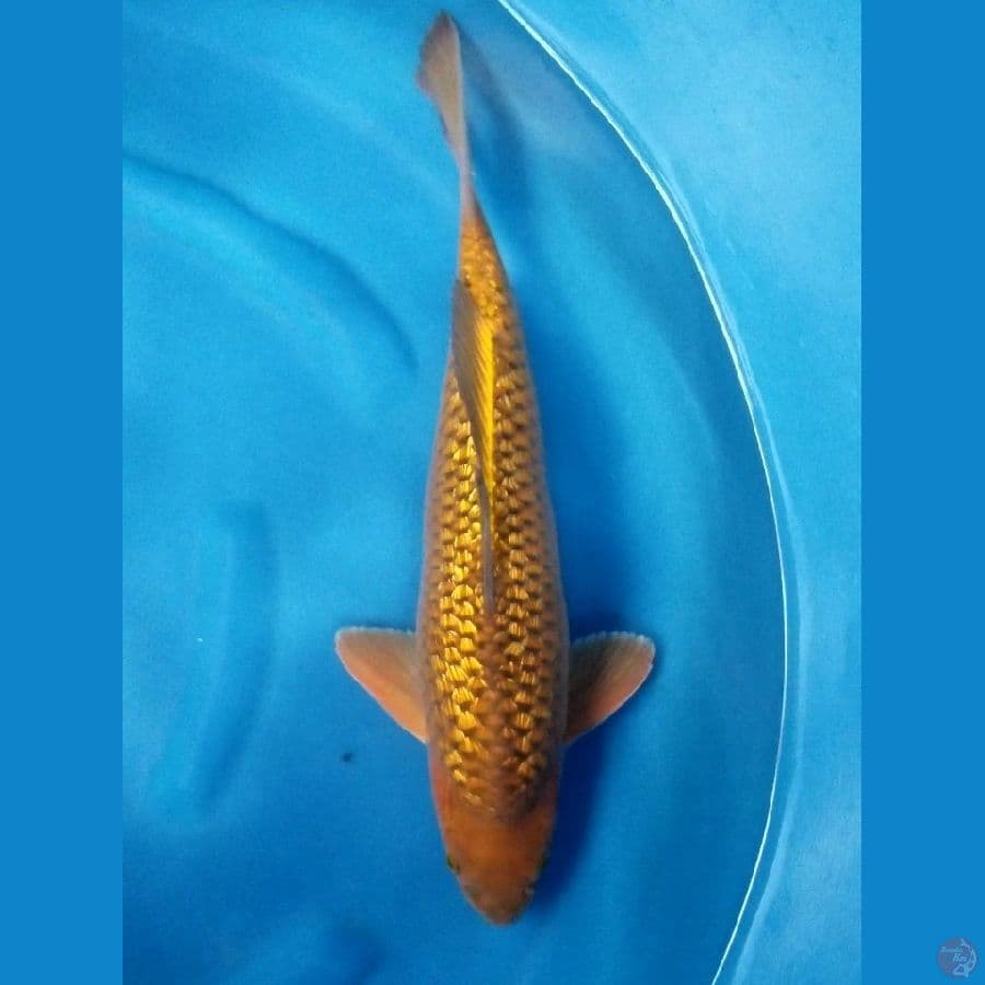 CHAGOI GINRIN 43 CM MALE
