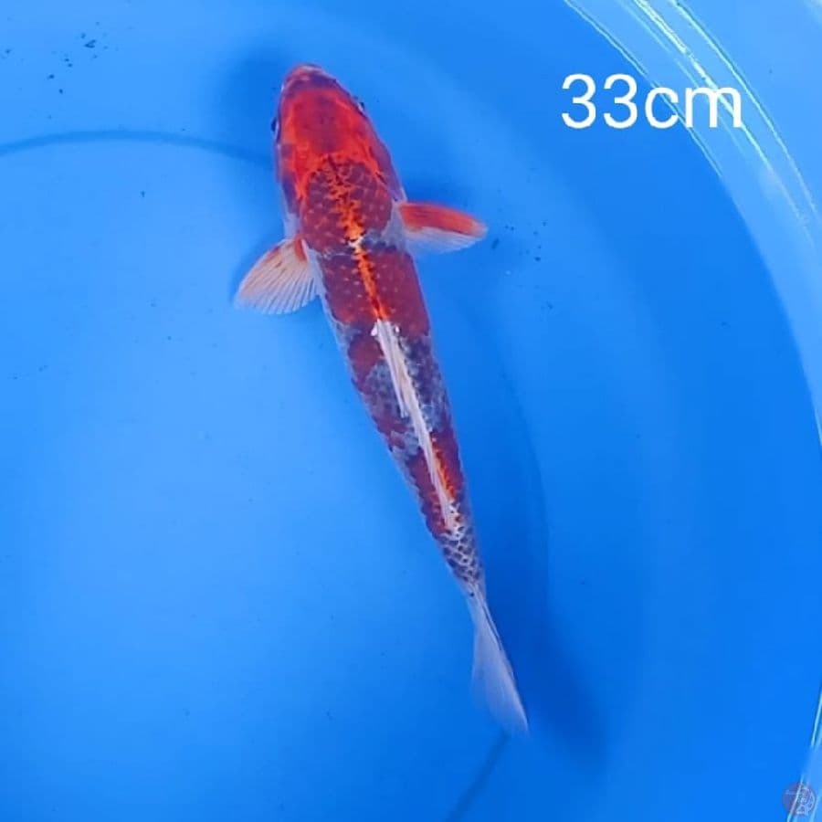kujaku 33cm