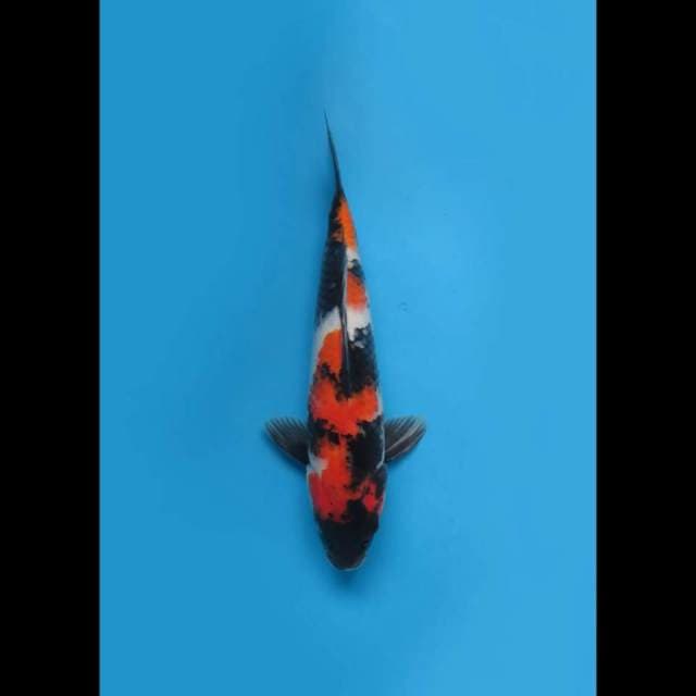 (35cm) SHOWA SANSHOKU GOOD BODY - TOSAI