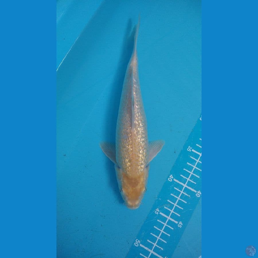karasi kingirin munuk 28cm
