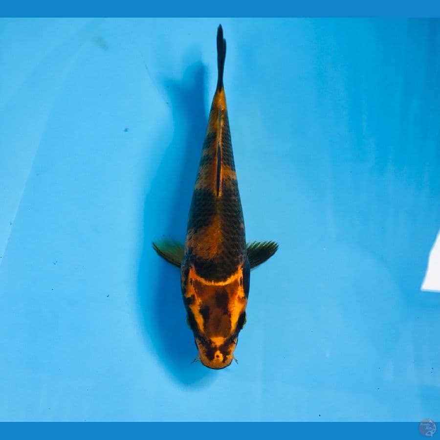 hikari utsurimono, 19 cm