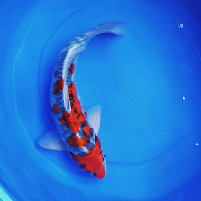 Goshiki aragoke 48cm male