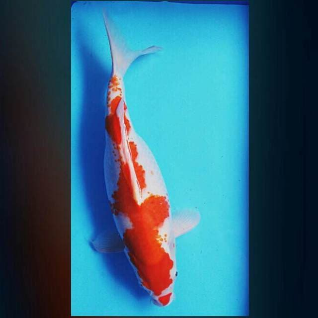 Kuchibeni 48cm