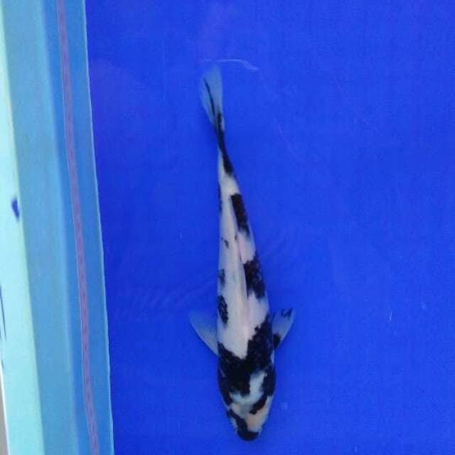 si putih 24CM