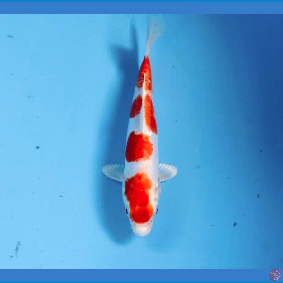 kikushui, 20 cm