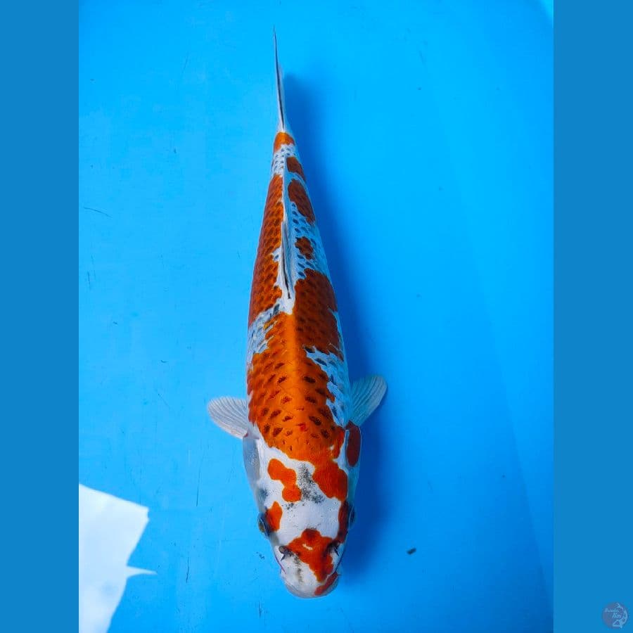 kojaku 34cm