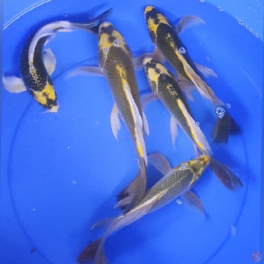 KUMPAY KABUTO 27-34CM