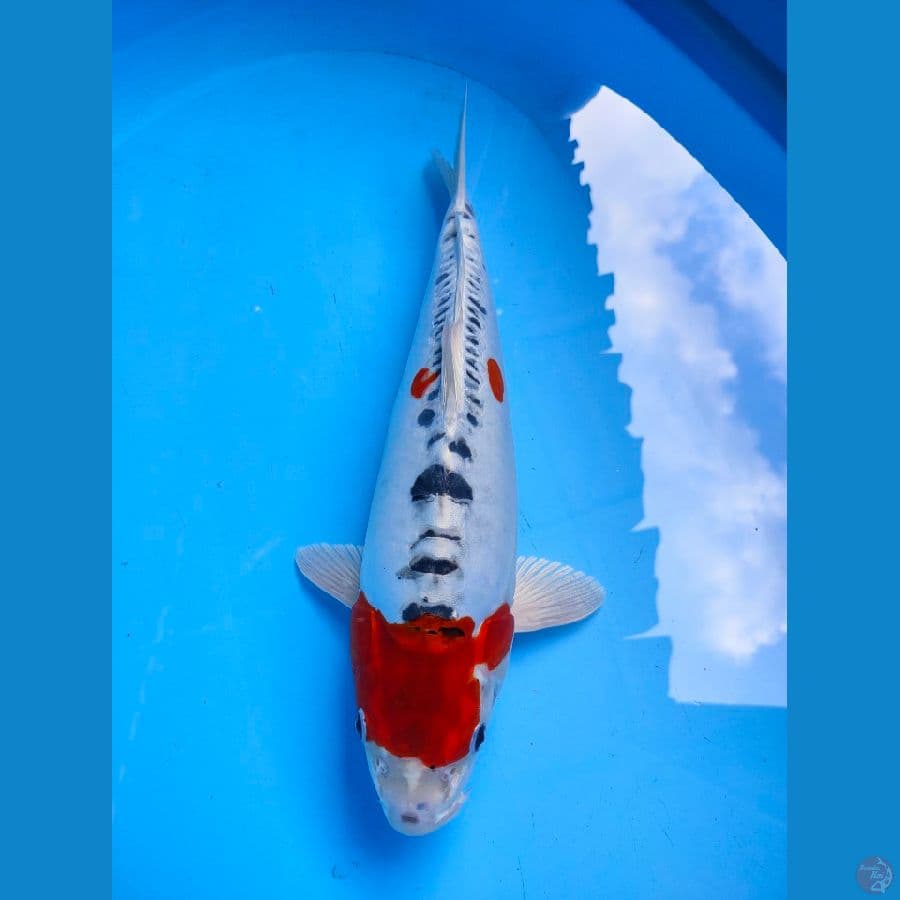 TC KIKOKURIYU bahan 42cm