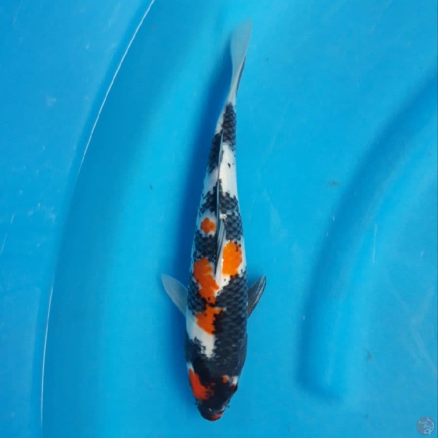 Showa 27cm