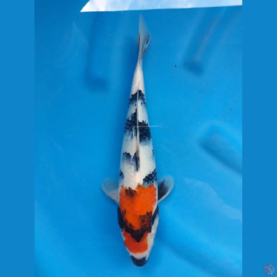 Showa 31cm