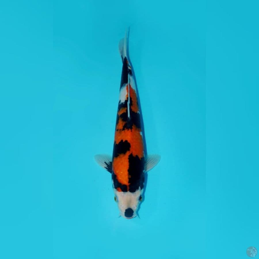 SHOWA, 30 CM