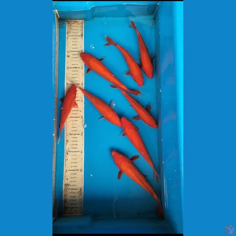 Benigoi 17-21cm