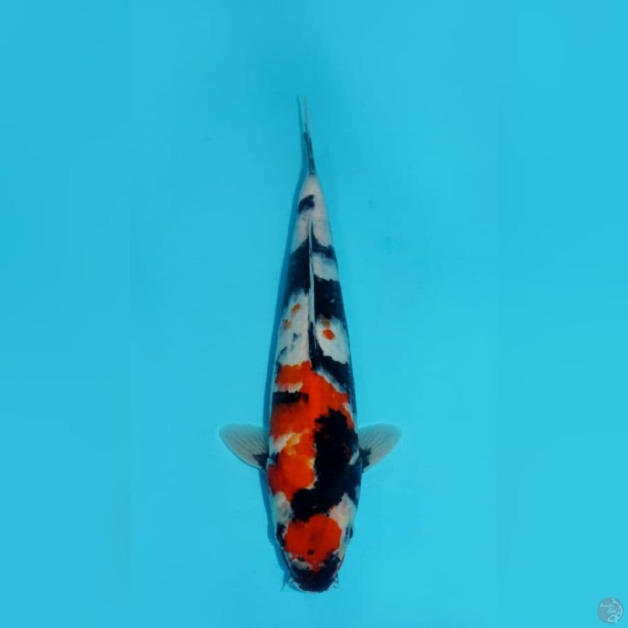 MARUTEN SHOWA, 25 CM