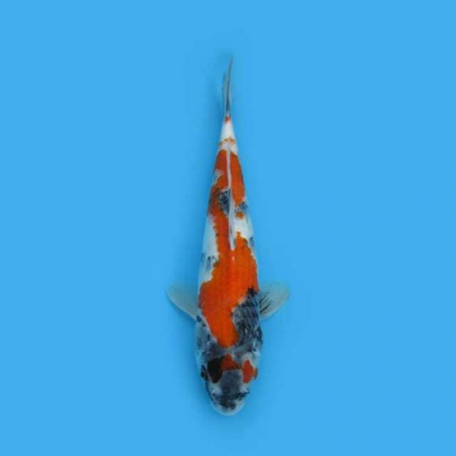 YOTSU_KAGE SHOWA 33 CM