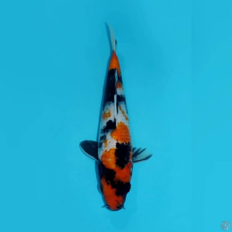 SAKURA SHOWA, 25 CM