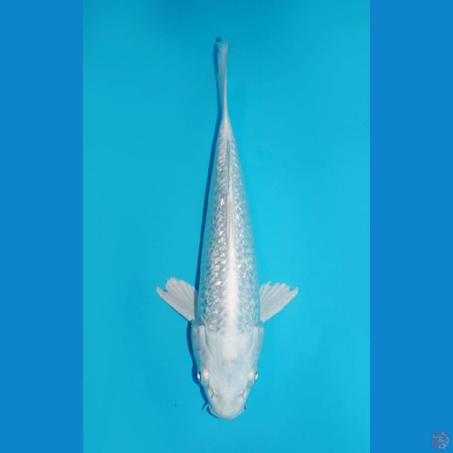 PLATINUM GINRIN, 26 CM