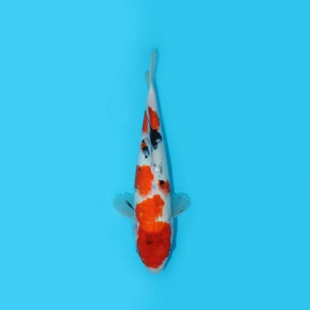 Showa Tategoi 32 Cm