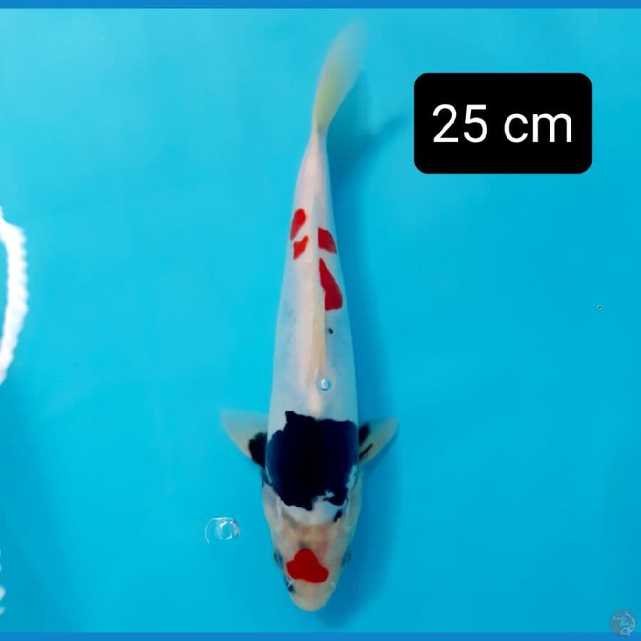 Doitsu pumada kf 25 cm