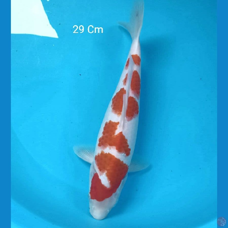 Kohaku 29 Cm