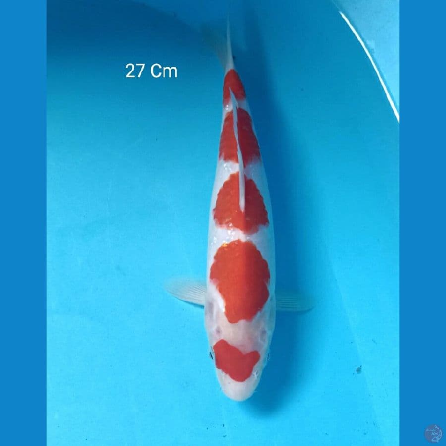 Kohaku 27 Cm