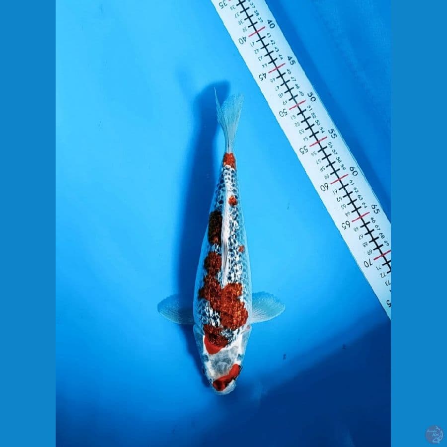 bsmlh~gosiki ginrin 34cm