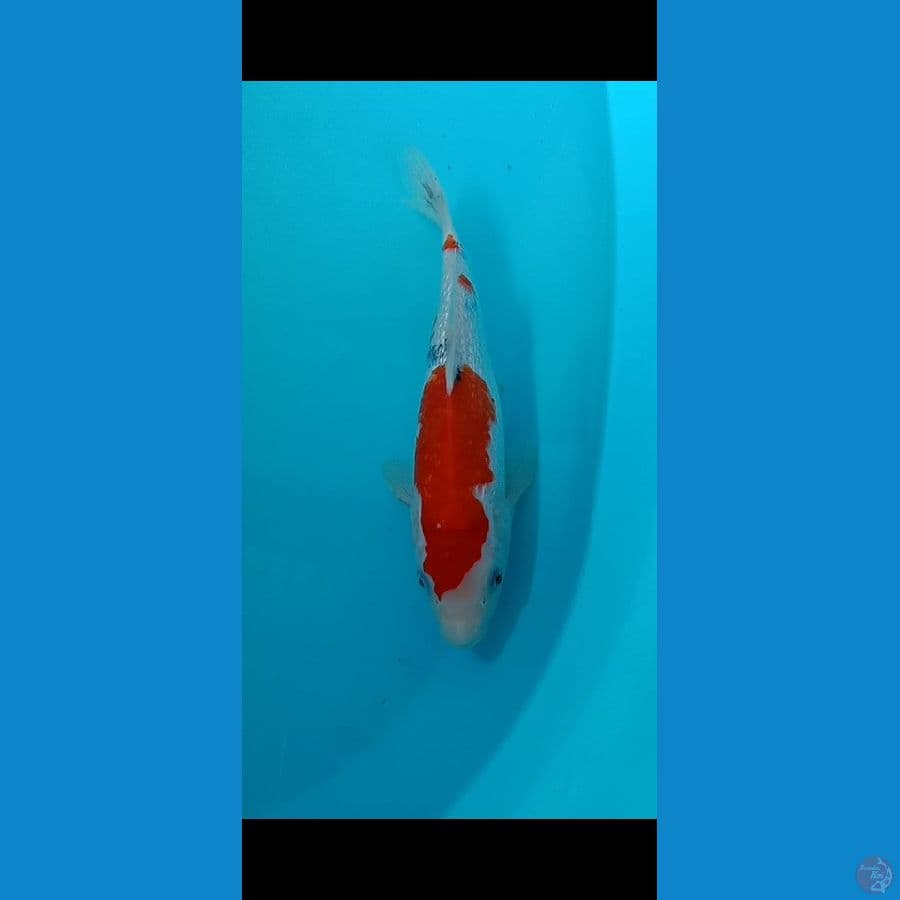 Sanke 28cm