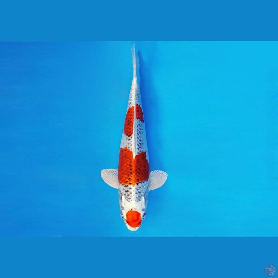 DOJO 4 - KUJAKU 35 cm/fm ®