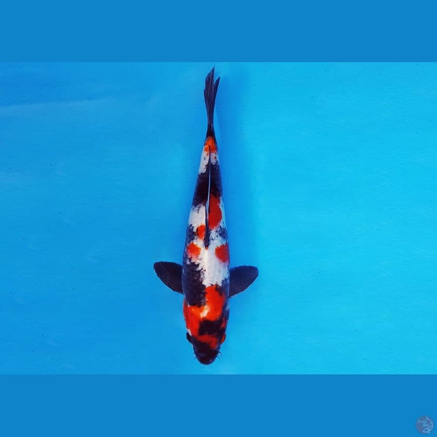 DOJO 12 - SHOWA EVO 27 cm/male ®