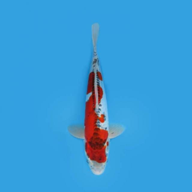 YOTSU_GOSHIKI 31 CM
