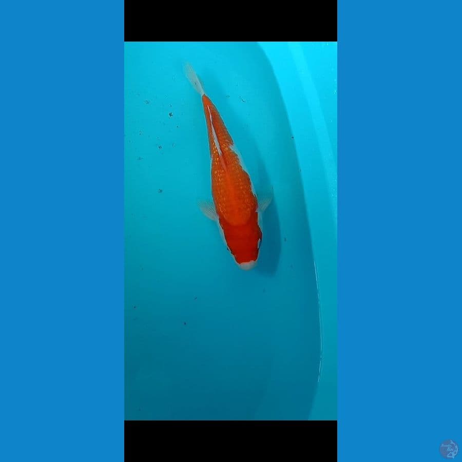 Kohaku 33cm