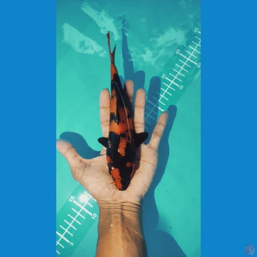 HI UTSURI MERAH STRONG HITAM PEKAT