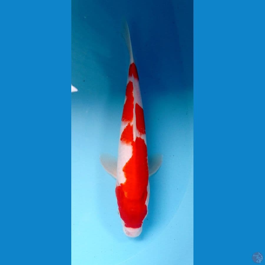 kohaku 31cm
