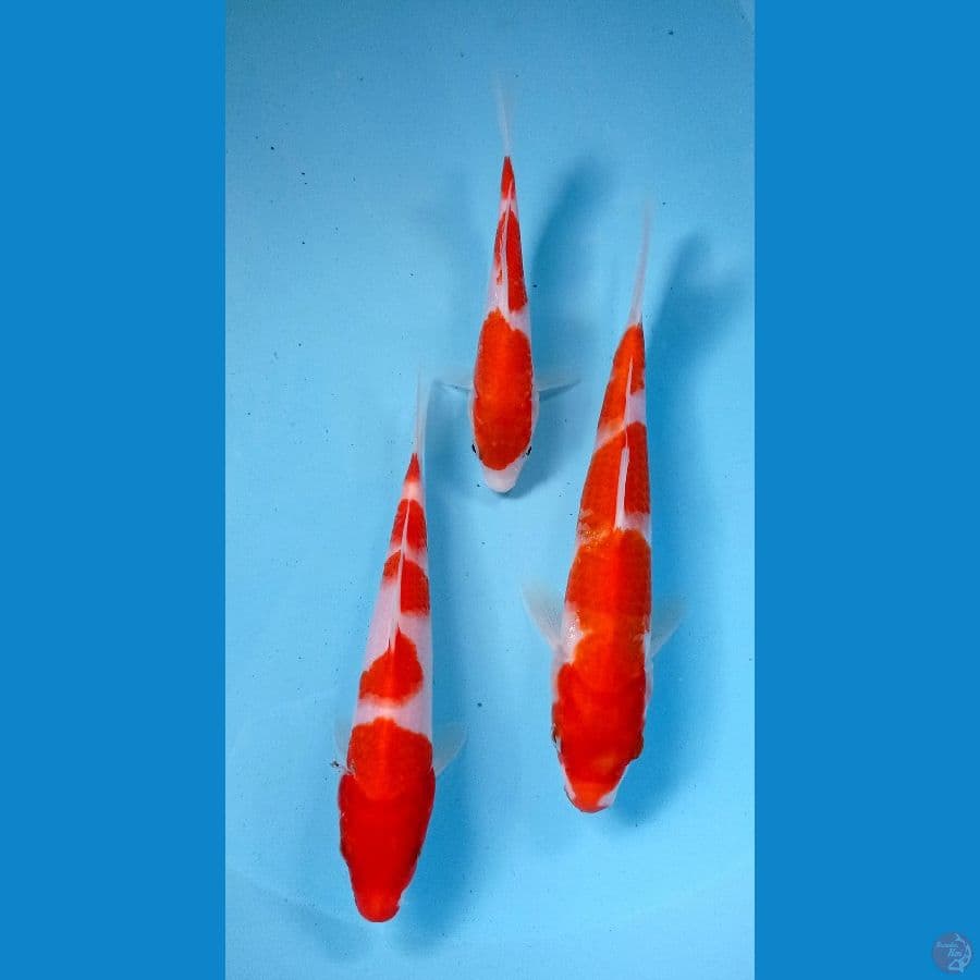paket kohaku 17-23cm