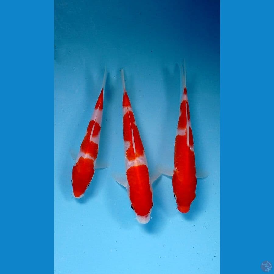 paket kohaku 16-20cm