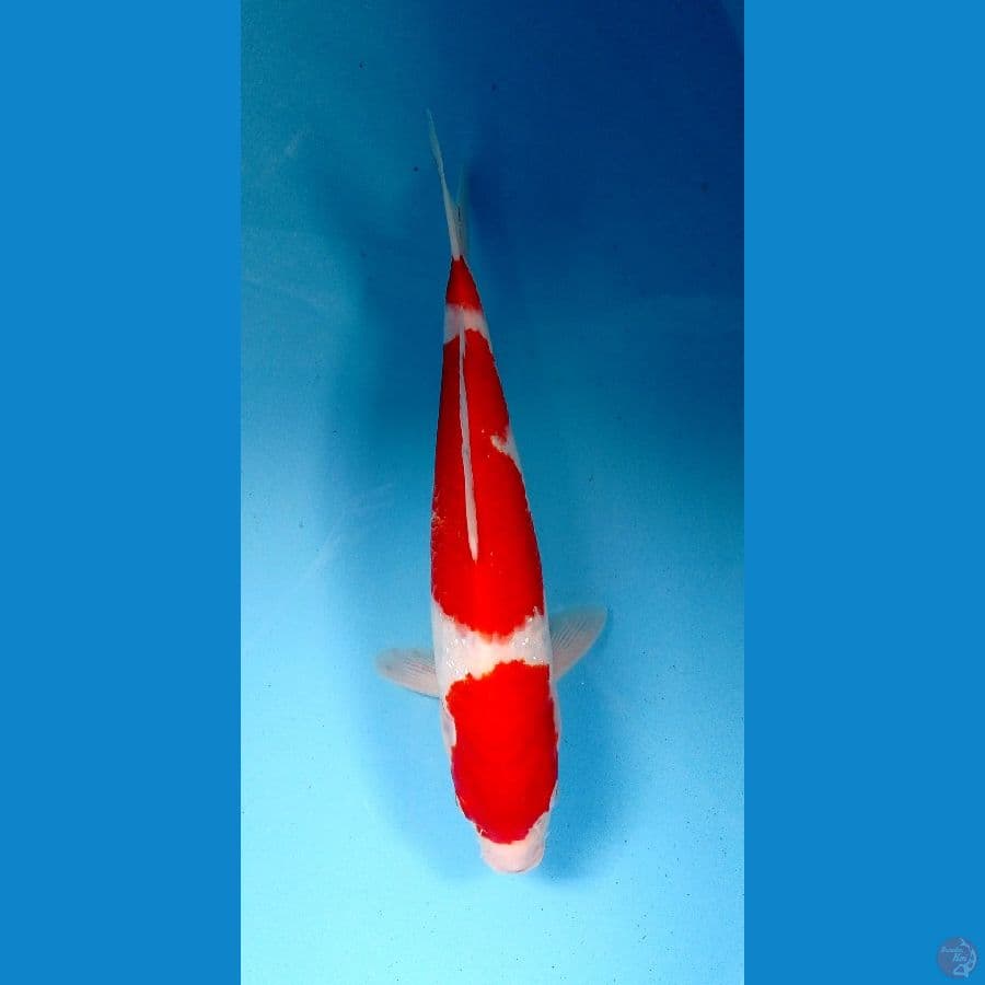 kohaku 32cm