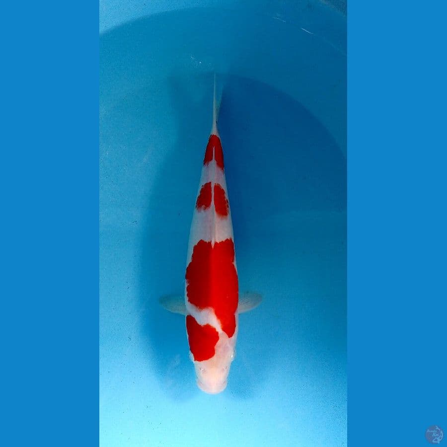 kohaku 33cm