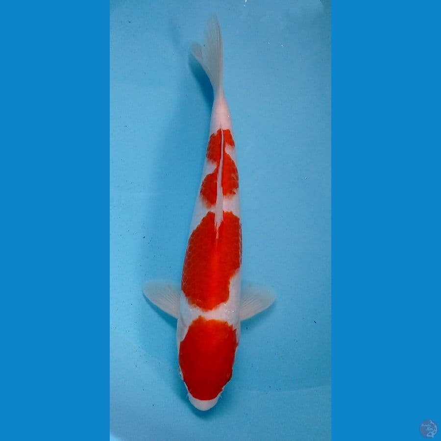 kohaku 27cm