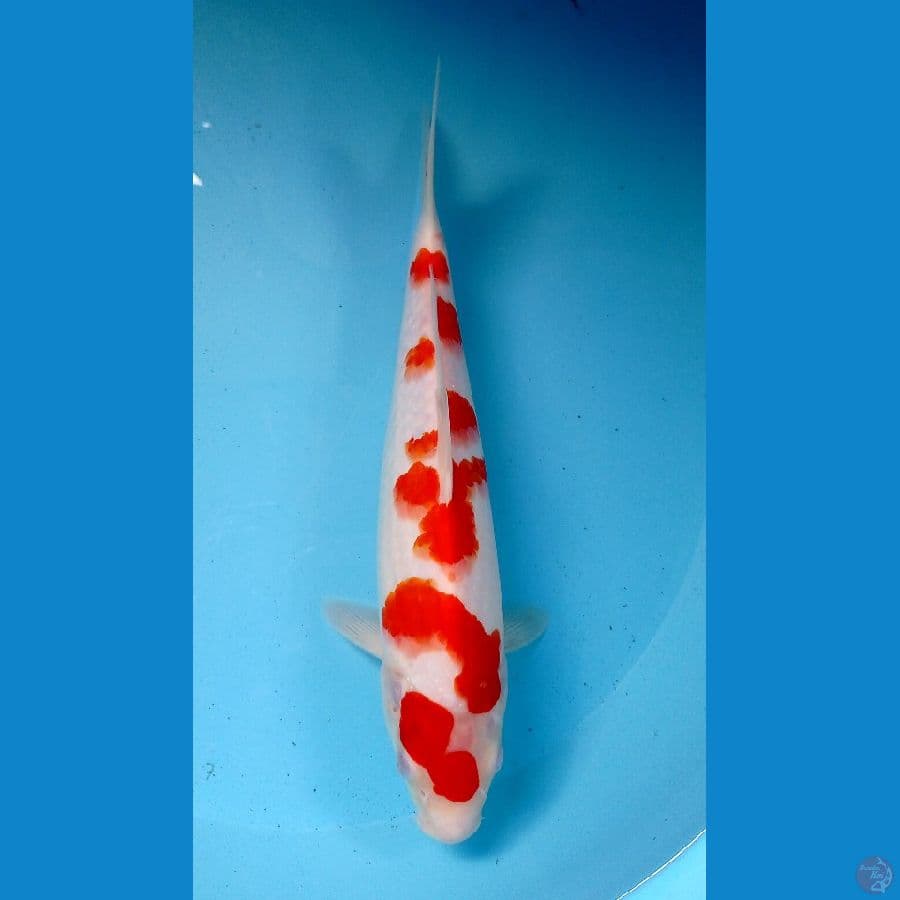 kohaku 30cm