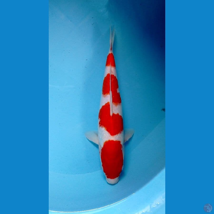 kohaku 30cm