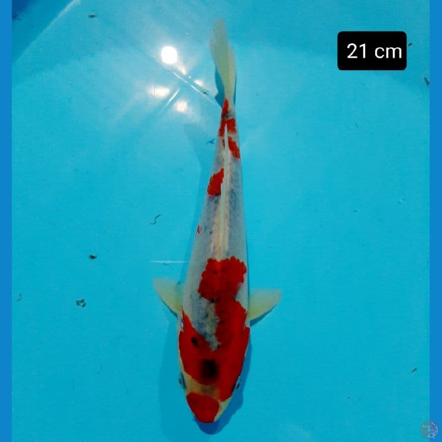 Goshiki 21 cm