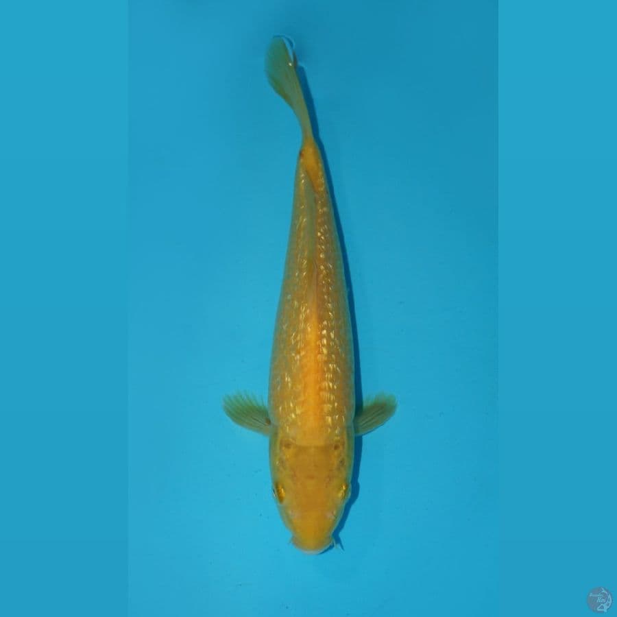 KARASHI GINRIN, 26 CM