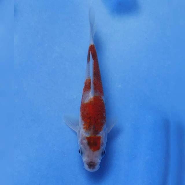 Okawa Maruten Goshiki