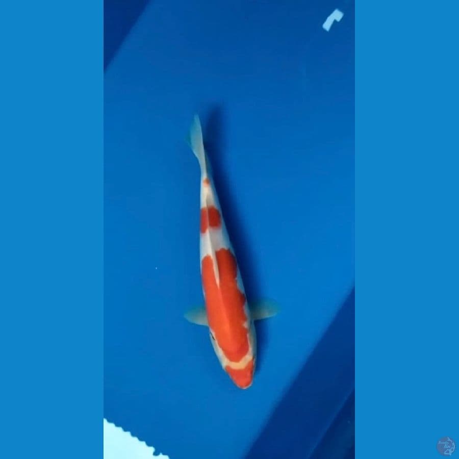 kohaku 31cm merah josss