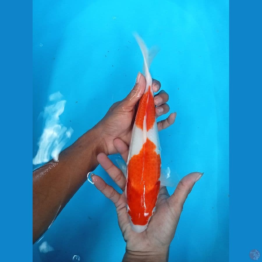Nindan kohaku 29cm bulky