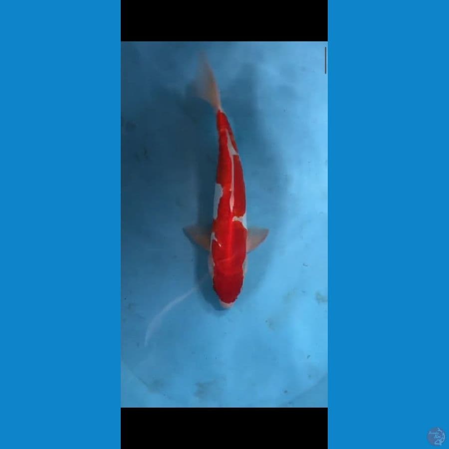 kohaku 33 cm