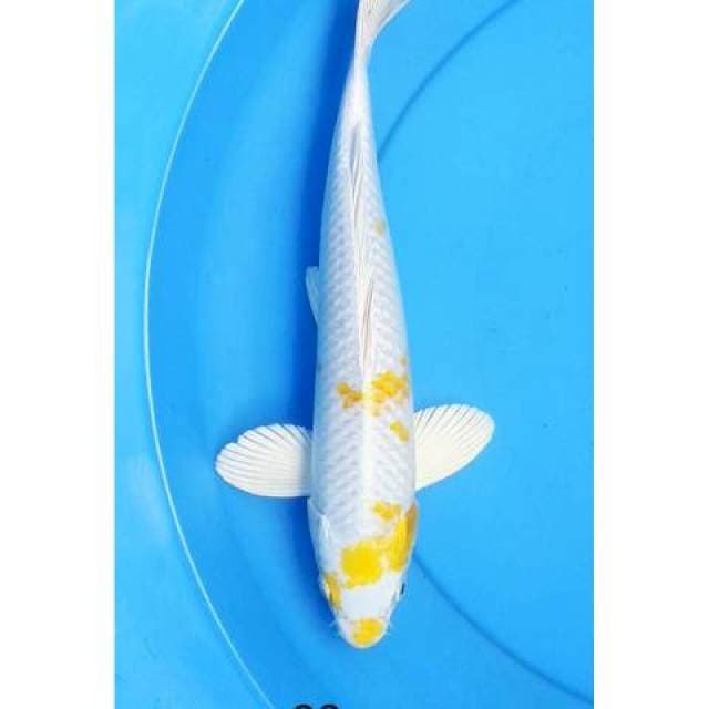 Hariwake 33 cm