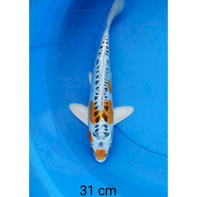Kikokuryu 31 cm